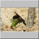 Lindenius albilabris - Grabwespe w06c 6-7mm - mit Wanze-Lygocoris beim Nesteintrag - OS-Hasbergen Lehmsandhuegel.jpg